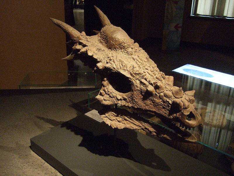Fóssil de Dragão? Não, é um dinossauro! 800px-Museum_für_Naturkunde_Berlin._Fossil_Stygimoloch_spinifer_004