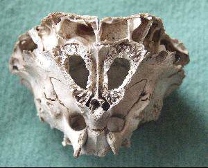 Crânios bizarros - Encontrado o crânio do pé grande? Alien-Skull