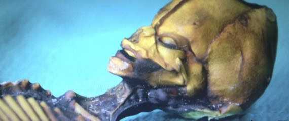 Crânios bizarros - Encontrado o crânio do pé grande? ET_Atacama_Desert_Chile_Real_Alien_Skull_Close_up_Photo-1md