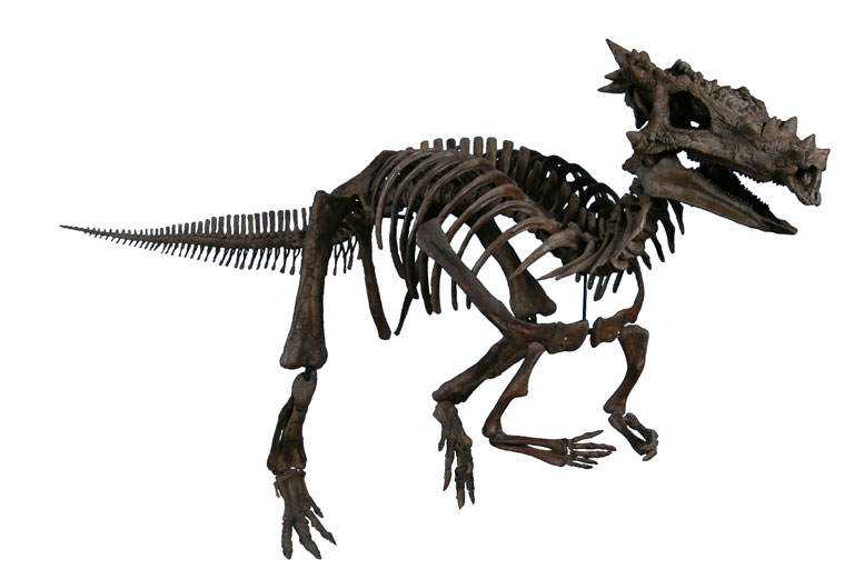 Fóssil de Dragão? Não, é um dinossauro! The_Childrens_Museum_of_Indianapolis_-_Dracorex_skeletal_reconstruction
