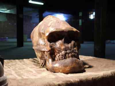 Crânios bizarros - Encontrado o crânio do pé grande? bigfootskull