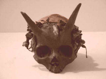 Crânios bizarros - Encontrado o crânio do pé grande? humanskullhorned