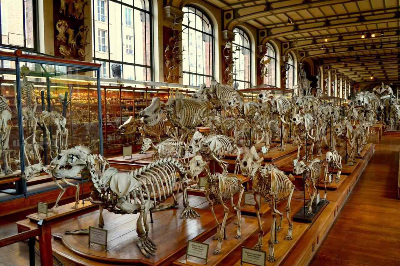 Em algum lugar no Museu de História Natural 0_110bc8_c4ee171a_orig