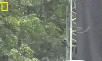E se a cobra pudesse voar? Já pensou? Então tenha medo, pois tem cobra que voa! 235253_v1