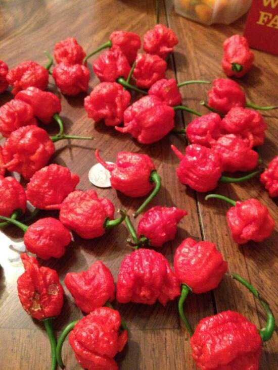 A pimenta mais forte do mundo, Carolina Reaper Carolina Reaper
