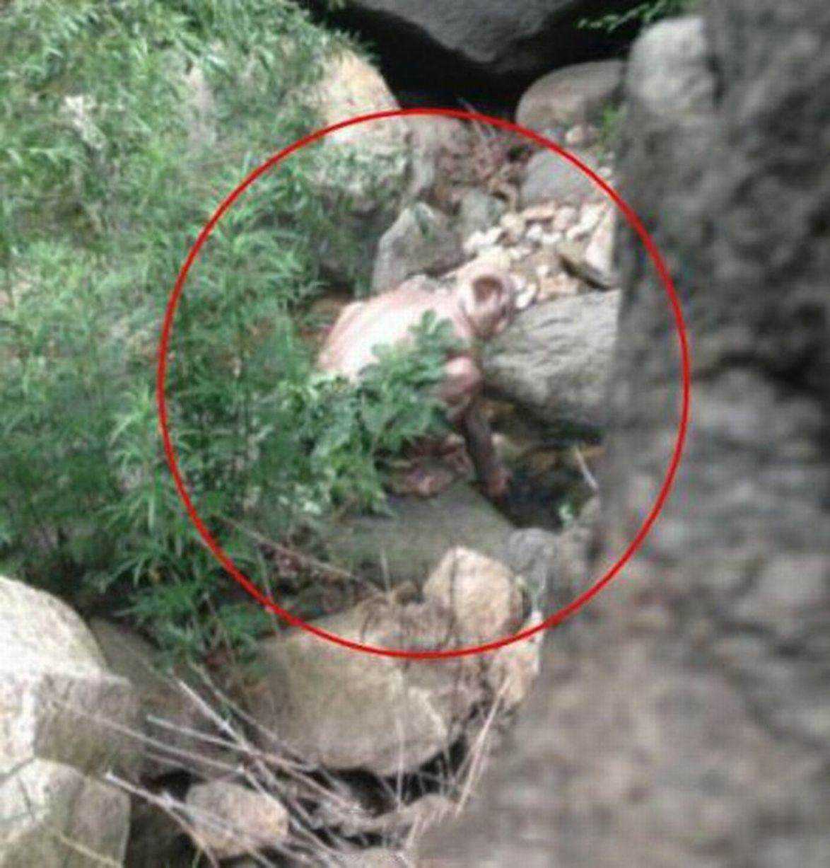 Turista flagra um ser misterioso The-monster (2)