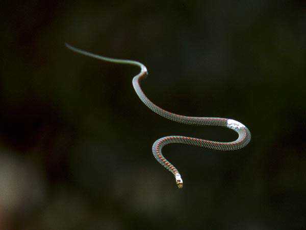 E se a cobra pudesse voar? Já pensou? Então tenha medo, pois tem cobra que voa! flying-snakes-studied_29256_600x450