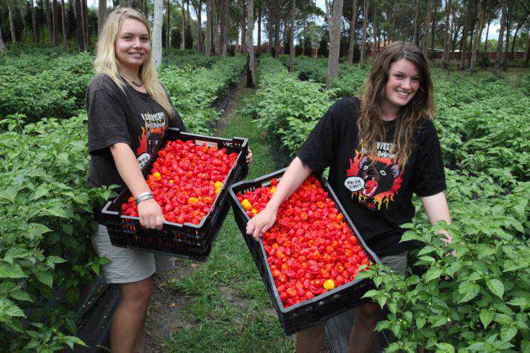 a colheita da pimenta trinidad scorpion butch a colheita da pimenta trinidad scorpion butch