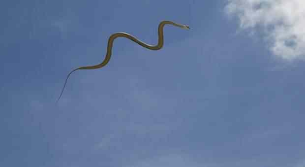 E se a cobra pudesse voar? Já pensou? Então tenha medo, pois tem cobra que voa! ular-terbang