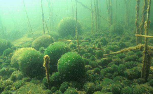 O que é Marimo? O que é Marimo?