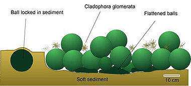 O que é Marimo - a "coisa" de estimação mais estranha do mundo 380px-Marimo2