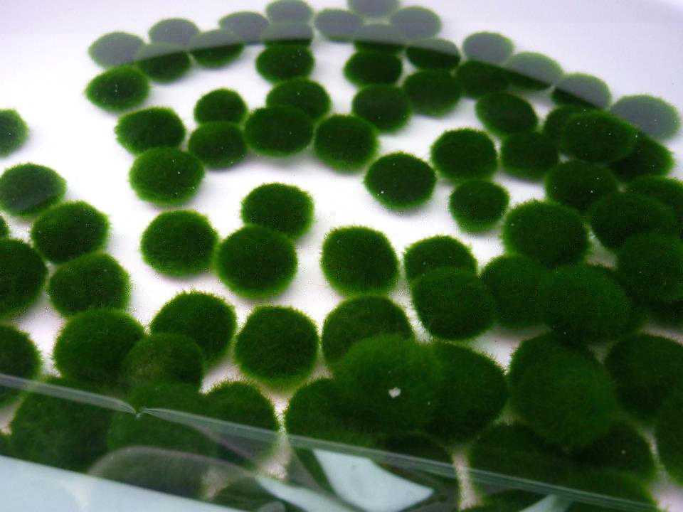 O que é Marimo? O que é Marimo?