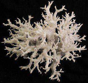 Lichtenberg figure, o mais estranho tipo de marca corporal aa69bf84c05db7478a622c6dd03b1c06