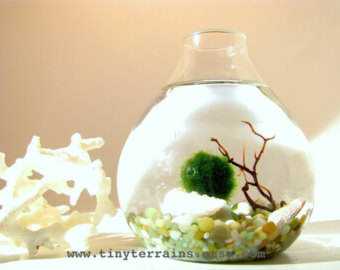 O que é Marimo? O que é Marimo?