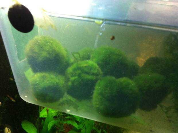 O que é Marimo? O que é Marimo?