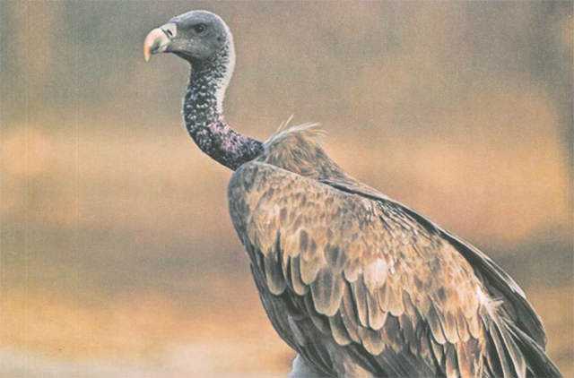 20 Abutres curiosos indian-vulture-res