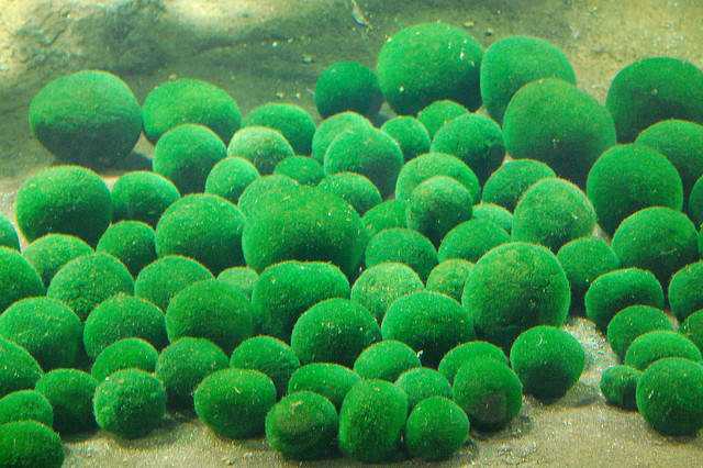 Muitos marimos O que é Marimo?