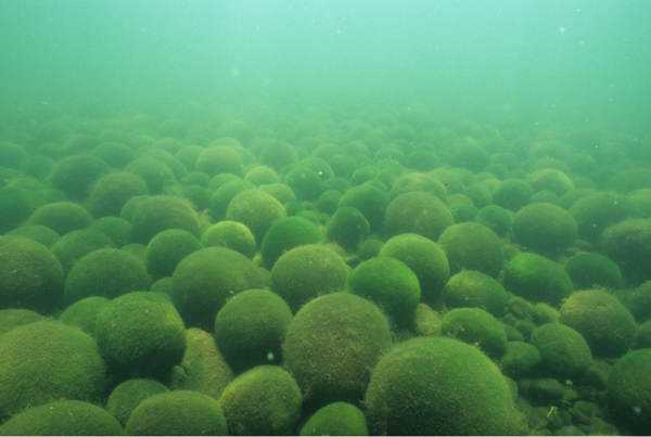 Marimos no fundo do lago O que é Marimo?