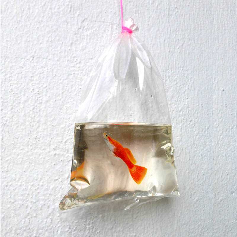 O polvo fake de Keng Lee e outras pinturas takeaway_fish_by_kenglye-d7253dx