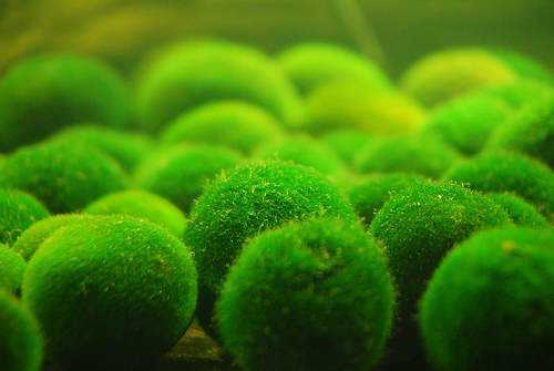 O que é Marimo? O que é Marimo?