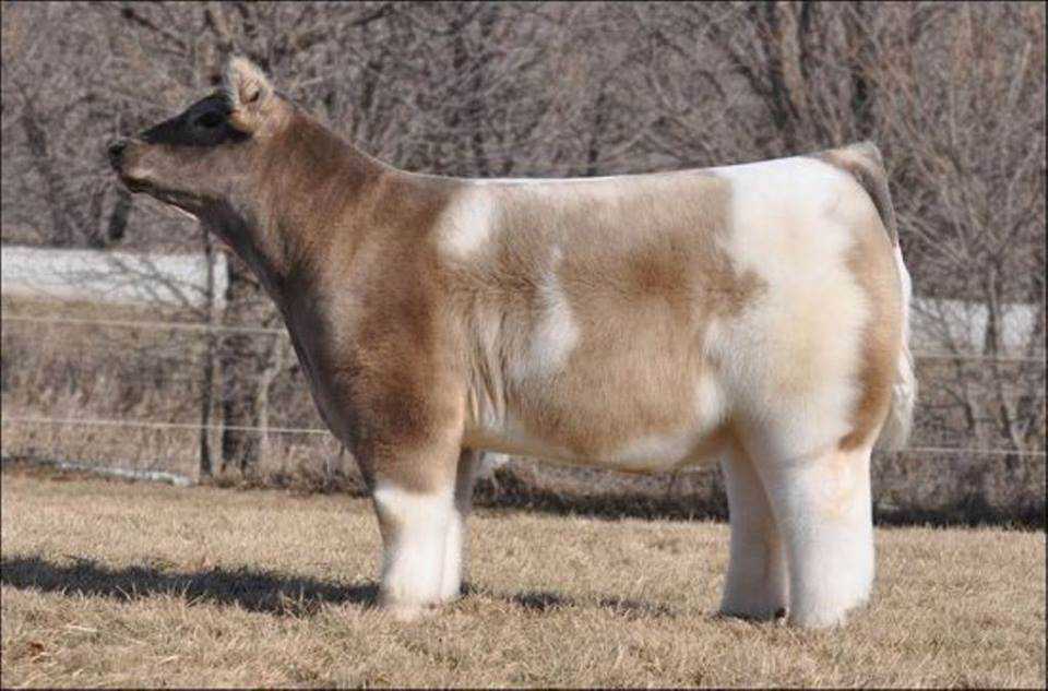 Seres peludos 10599531_680522442041173_3935529130368847228_n
