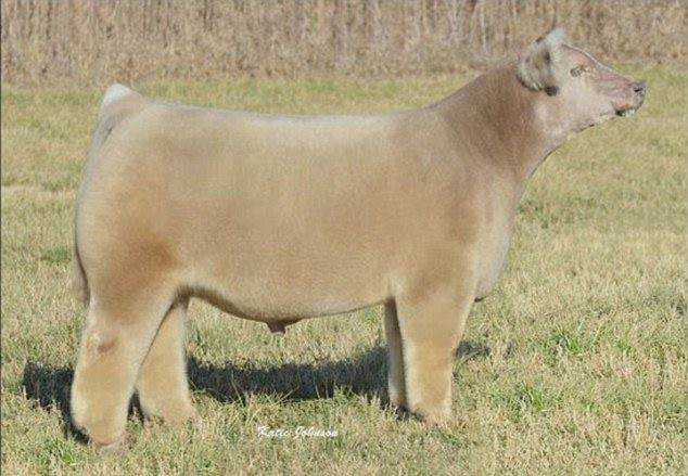Seres peludos 10614232_680523825374368_3596741515273017813_n