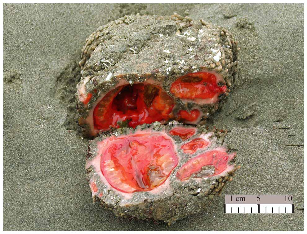 Pedra com tripas: O bicho mais bizarro do mundo? Pyura_chilensis