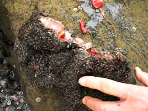 Pedra com tripas: O bicho mais bizarro do mundo? hqdefault (8)