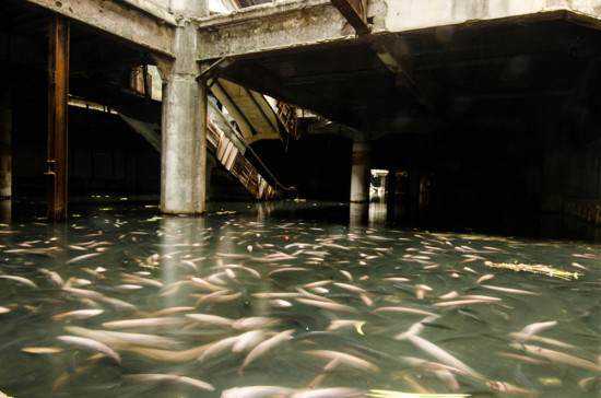 Shopping abandonado virou atração bizarra mall-full-of-fish-550x364