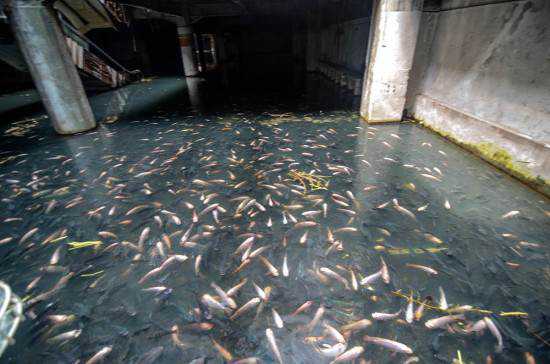 Shopping abandonado virou atração bizarra mall-full-of-fish2-550x364