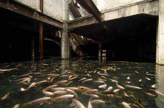 Shopping abandonado virou atração bizarra mall-full-of-fish3-550x364
