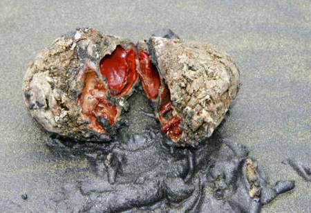 Pedra com tripas: O bicho mais bizarro do mundo? pedracomtripas