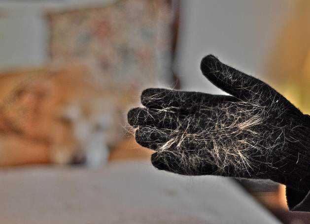 Rango bizarro: Chinesa está viciada em comer pelo de cachorro Tá servido?
