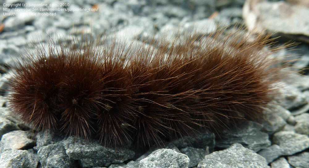 Seres peludos 07c662