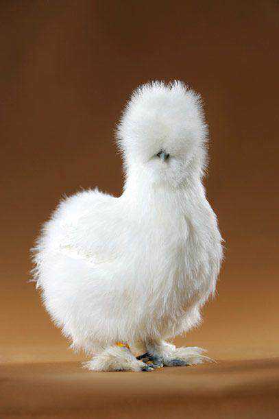 Seres peludos 1b06ac4a69b206705074926b713b0547