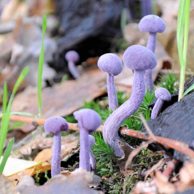 5 Cogumelos bizarros Amethyst_Deceiver1.jpg.650x0_q85_crop-smart
