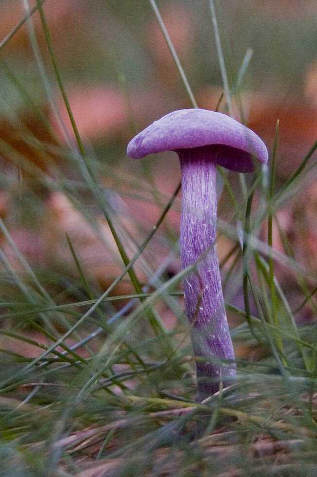 5 Cogumelos bizarros Amethyst_Deceiver2.jpg.650x0_q85_crop-smart