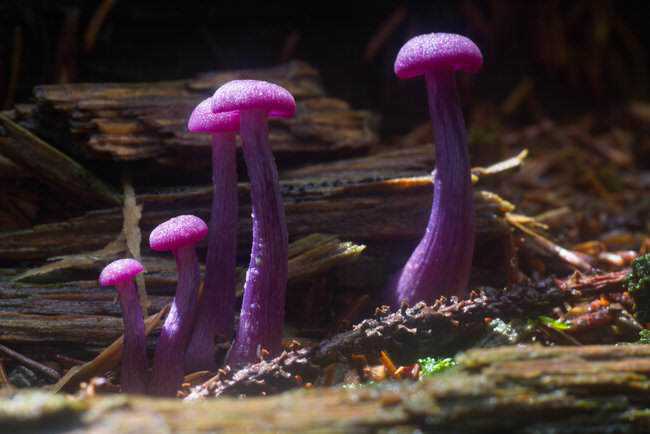 5 Cogumelos bizarros Amethyst_Deceiver3.jpg.650x0_q85_crop-smart