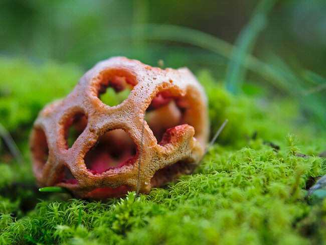 5 Cogumelos bizarros Clathrus_ruber1.jpg.650x0_q85_crop-smart