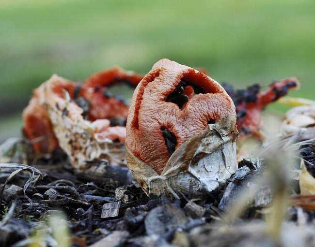 5 Cogumelos bizarros Clathrus_ruber2.jpg.650x0_q85_crop-smart