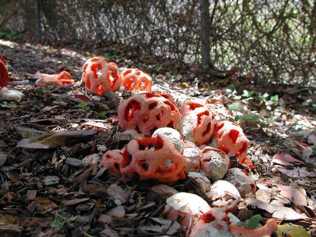 5 Cogumelos bizarros Clathrus_ruber3.jpg.650x0_q85_crop-smart