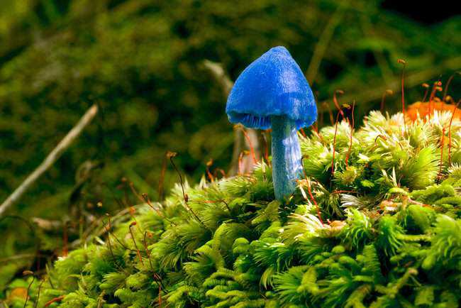 5 cogumelos bizarros - Parte 2 Entoloma_hochstetteri1.jpg.650x0_q85_crop-smart