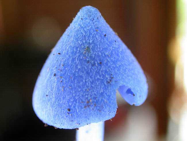 5 cogumelos bizarros - Parte 2 Entoloma_hochstetteri2.jpg.650x0_q85_crop-smart