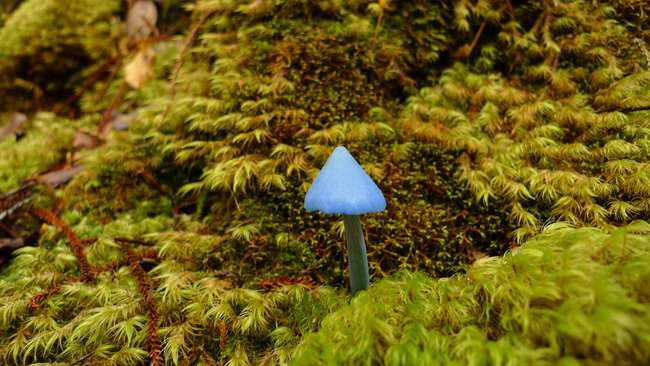 5 cogumelos bizarros - Parte 2 Entoloma_hochstetteri3.jpg.650x0_q85_crop-smart