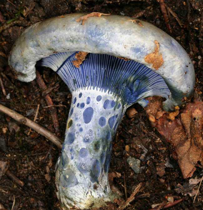 5 Cogumelos bizarros Indigo_Milkcap1.jpg.650x0_q85_crop-smart