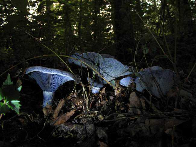 5 Cogumelos bizarros Indigo_Milkcap2.jpg.650x0_q85_crop-smart