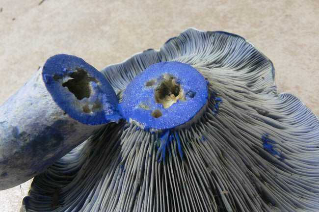 5 Cogumelos bizarros Indigo_Milkcap3.jpg.650x0_q85_crop-smart