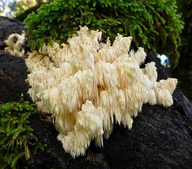 5 Cogumelos bizarros Lions_Mane_Mushroom1.jpg.650x0_q85_crop-smart