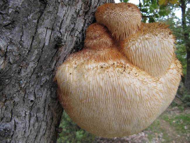 5 Cogumelos bizarros Lions_Mane_Mushroom3.jpg.650x0_q85_crop-smart