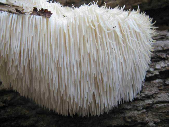 5 Cogumelos bizarros Lions_Mane_Mushroom4.jpg.650x0_q85_crop-smart